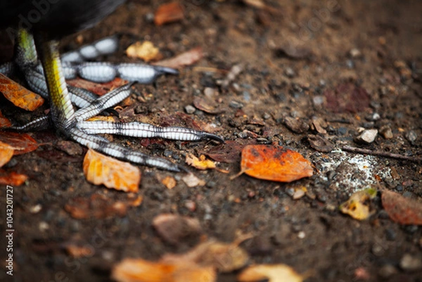Obraz Coot bird claw and feet close-up against an autumnal orange leafy earthy ground backdrop 