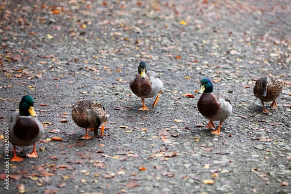 Obraz Gang of five ducks walking in a row on a grey concrete orange and yellow leafy ground in Autumn 