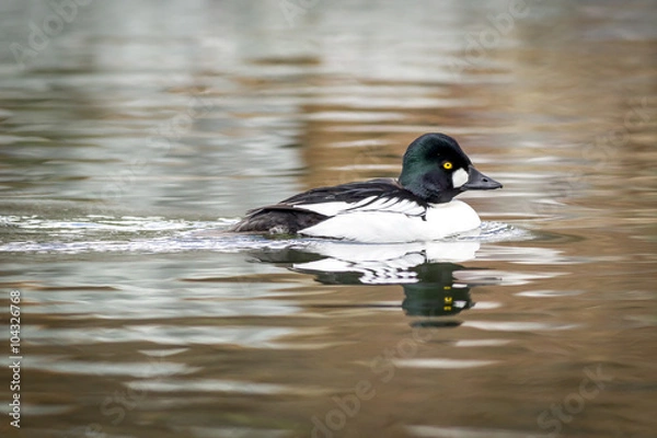 Fototapeta Beautiful Common Goldeneye in pond.