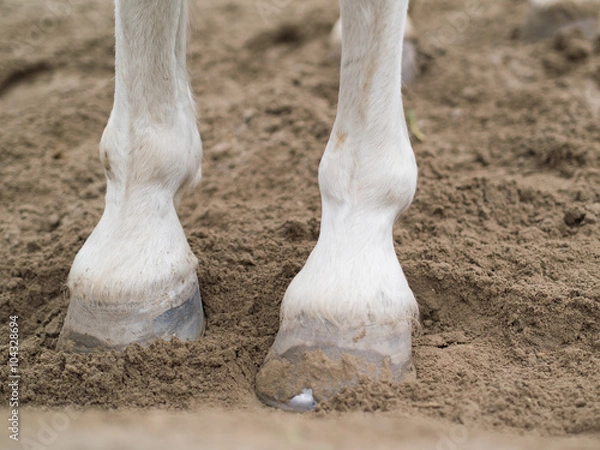Obraz horse foot