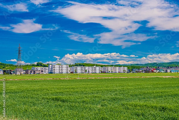 Obraz 北海道　安平町の菜の花畑
