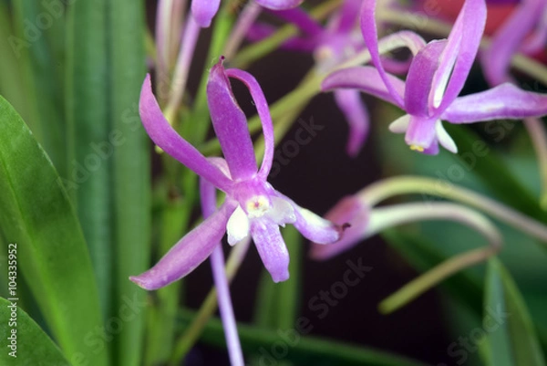 Obraz Orchid of the Neofinetia falcata species