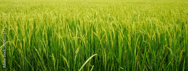 Obraz ryż w polu ryżowym