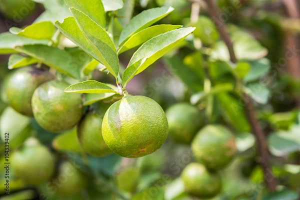 Fototapeta Green lemons.