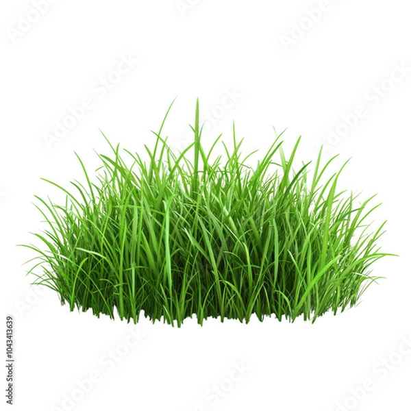 Fototapeta green grass isolated on white