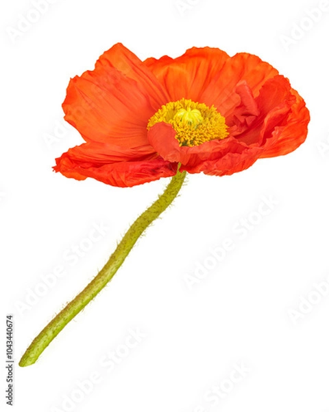Fototapeta PNG Close up of red poppy flower, transparent background