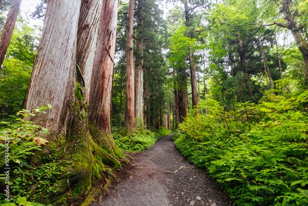 Fototapeta Togakushi Shrine near Nagano in Japan