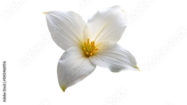 Obraz white trillium flower isolated on transparent background