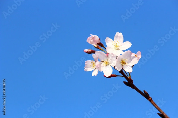 Fototapeta 青空にサクラひと枝