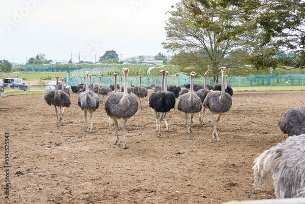 Fototapeta ダチョウ