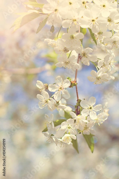 Obraz Cherry blossoms on a branch in the sunshine. Tonning photo