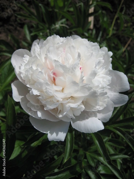 Obraz Пион белый