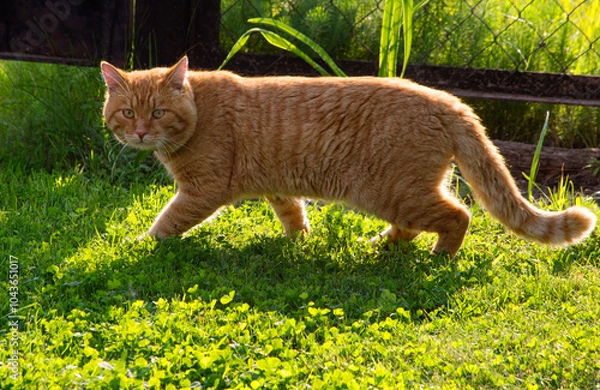 Fototapeta A red-haired cat is walking across the lawn.
 A red-haired cat carefully makes its way along the lawn.