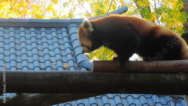 Fototapeta panda roux