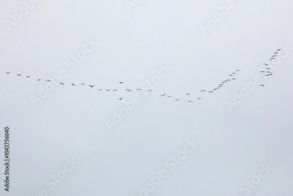 Fototapeta Line of Birds in Sky