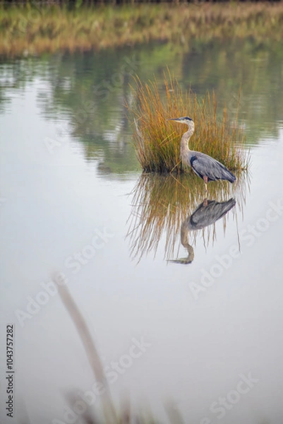 Fototapeta Heron Reflection in Pond