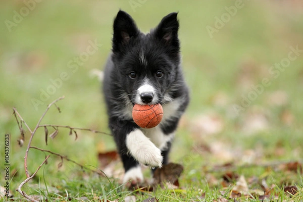 Obraz Border collie
