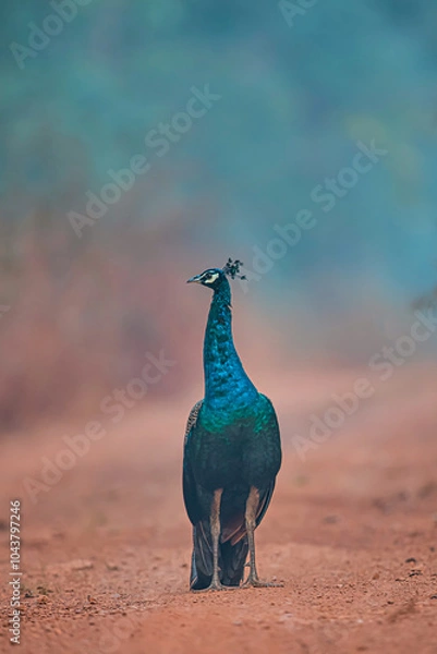 Obraz beautiful peacock