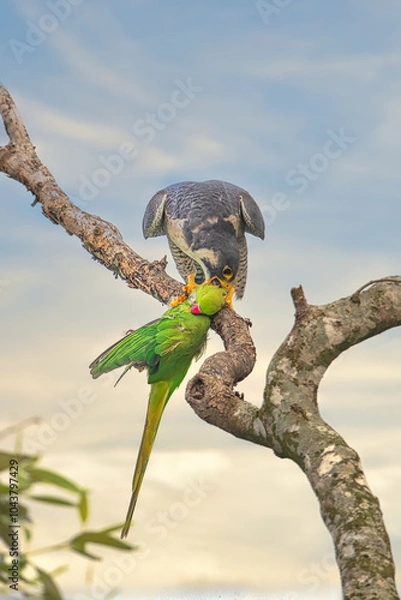 Obraz Parakeet kill by raptor