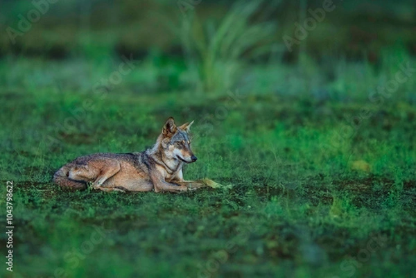 Obraz Wold on the grassland