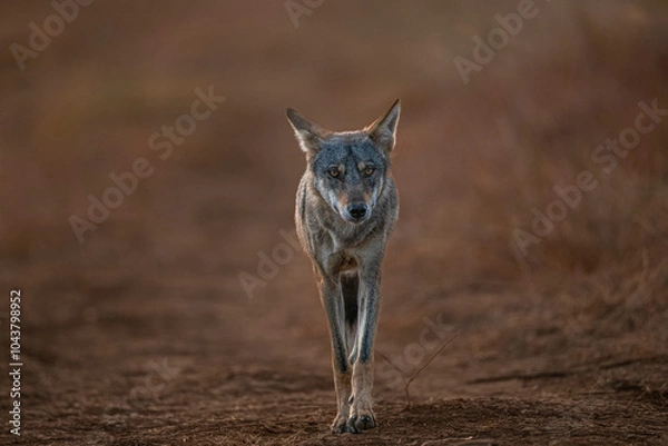 Obraz Indian grey wolf head on 