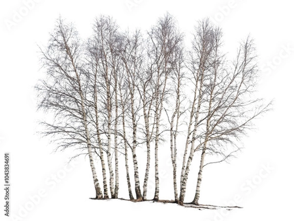 Fototapeta A group of frost-covered birch trees in winter, showcasing delicate, icy branches.