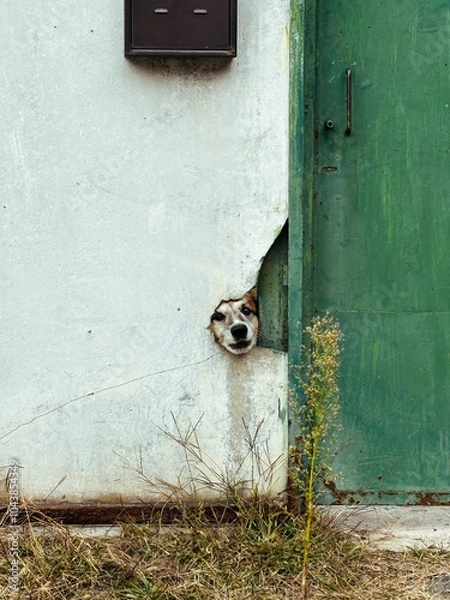 Obraz Curious dog peeking through a hole in a wall next to a green door, creating a playful and mysterious moment. Vertical photo