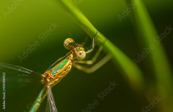 Obraz dragonfly on a green leaf