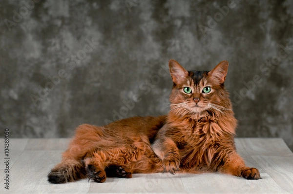 Obraz Somali cat portrait