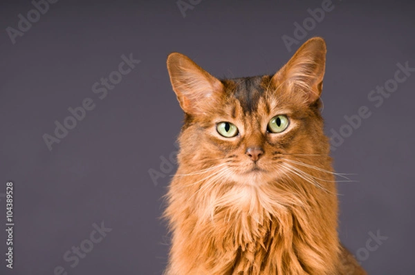 Obraz Somali cat portrait