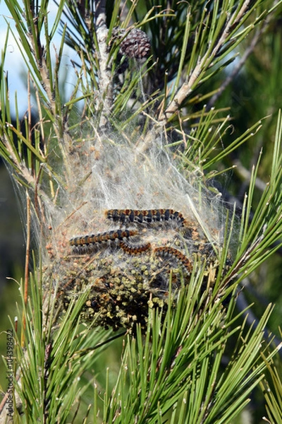 Obraz korowody sosnowe