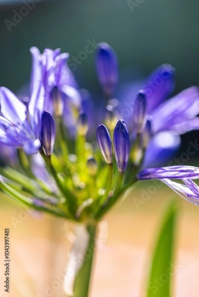 Fototapeta A close-up of a closed african lily flowers, also called lily of the nile or agapanthus standing tall in a garden on a sunny day.