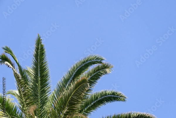 Fototapeta frame for decoration with palm and coconut leaves