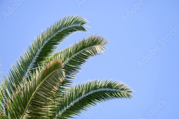 Fototapeta frame for decoration with palm and coconut leaves