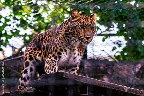 Fototapeta Standing on a wooden platform, the leopard gazes out with focus and strength. Enveloped by vibrant green foliage, this majestic animal embodies the untamed spirit of the wild in its zoo enclosure.