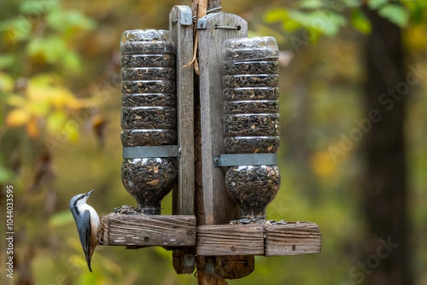 Fototapeta The nuthatch on a feeder with seeds in the forest