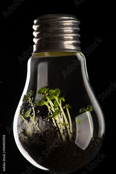 Fototapeta plants growing in light bulb, concept