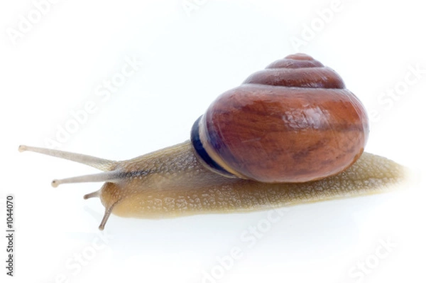 Obraz snail