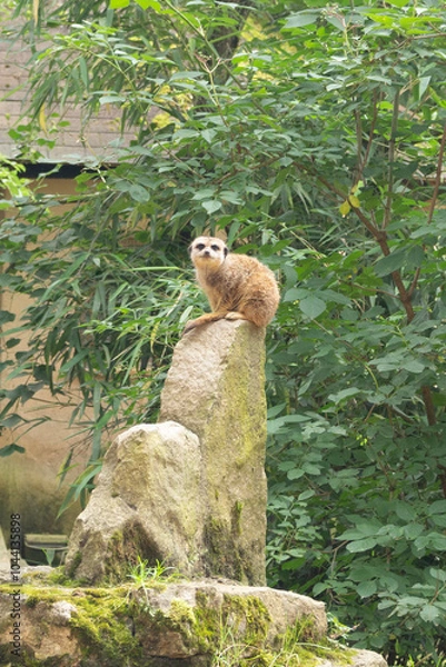 Fototapeta Suricate