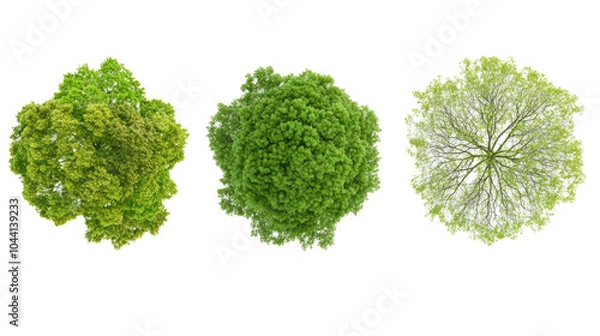 Obraz Overview of Three Distinct Tree Tops on a Transparent Background Generative AI