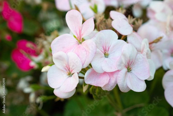 Obraz pink flowers