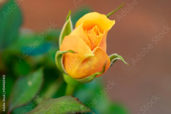 Obraz yellow rose