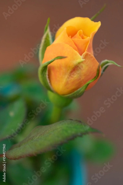 Obraz orange rose