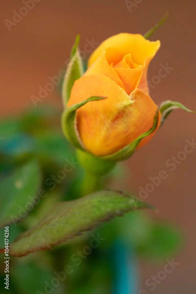 Obraz orange rose