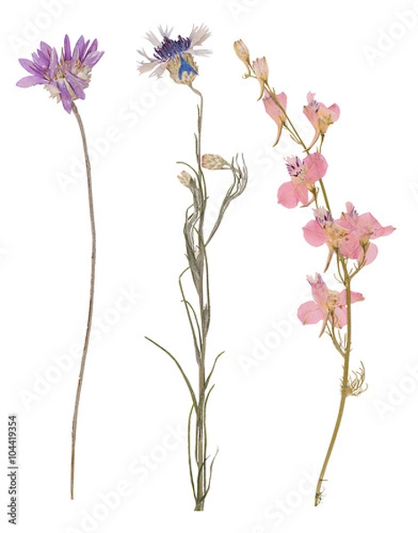 Obraz Set of wild dry pressed flowers and leaves