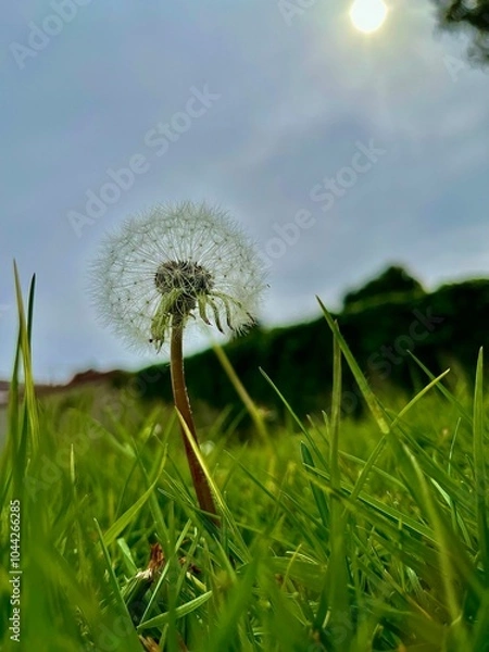 Fototapeta Single Dandelion Amidst Green Grass with Sun Behind Cloudy Sky