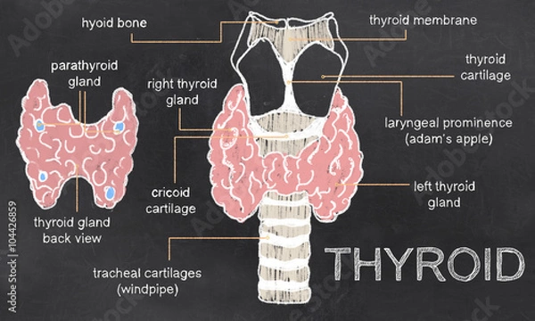Fototapeta Thyroid Anatomy on Blackboard