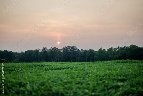 Fototapeta Hazy sunset over a field