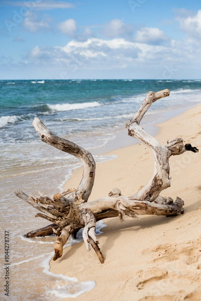 Fototapeta Large driftwood on the North Shore beach of Oahu, Hawaii