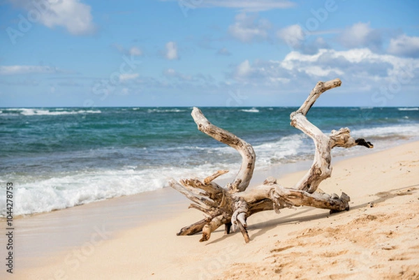Fototapeta Large driftwood on the North Shore beach of Oahu, Hawaii